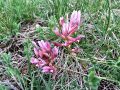 055_24_10cb_Grahovec_ilirski_Astragalus_illyricus_2014_04120087.jpg