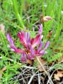 Filename=055_24_10cd_Grahovec_ilirski_Astragalus_illyricus_cd.jpg
Filesize=191KB
Dimensions=675x900
Date added=Jul 28, 2011 055_24_10cd_Grahovec_ilirski_Astragalus_illyricus_cd.jpg