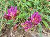 055_24_10cg_grahovec_ilirski_Astragalus_illyricus_IMG_0076a.jpg
