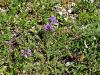 055_25_02cb_osivnica_pirenejska_Oxytropis_neglecta_IMG_2807a.jpg