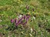 Filename=055_32_01ca_medenica_alpska_Hedysarum_hedysaroides_IMG_2806a.jpg
Filesize=497KB
Dimensions=900x675
Date added=Jul 11, 2017 055_32_01ca_medenica_alpska_Hedysarum_hedysaroides_IMG_2806a.jpg