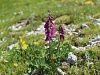 Filename=055_32_01cb_medenica_alpska_Hedysarum_hedysaroides_IMG_2805a.jpg
Filesize=339KB
Dimensions=900x675
Date added=Jul 11, 2017 055_32_01cb_medenica_alpska_Hedysarum_hedysaroides_IMG_2805a.jpg