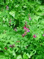 055_40_03bb_crni_grahor_Lathyrus_niger_DSC09826.jpg