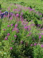 Filename=058_05_01ba_ozkolistno_ciprje_Chamaenerion_angustifolium.jpg
Filesize=443KB
Dimensions=675x900
Date added=Jan 09, 2009 058_05_01ba_ozkolistno_ciprje_Chamaenerion_angustifolium.jpg