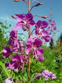 Filename=058_05_01bc_ozkolistno_ciprje_Chamaenerion_angustifolium.jpg
Filesize=204KB
Dimensions=675x900
Date added=Jan 09, 2009 058_05_01bc_ozkolistno_ciprje_Chamaenerion_angustifolium.jpg