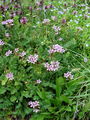 Filename=071_02_01ba_navadni_capljevec_Erodium_cicutarum.jpg
Filesize=322KB
Dimensions=675x900
Date added=Jan 10, 2009 071_02_01ba_navadni_capljevec_Erodium_cicutarum.jpg