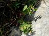 Filename=081_01_27cb_mlecek_skalni_Euphorbia_triflora_subsp__triflora_IMG_0890a.jpg
Filesize=249KB
Dimensions=900x675
Date added=Jul 05, 2022 081_01_27cb_mlecek_skalni_Euphorbia_triflora_subsp__triflora_IMG_0890a.jpg