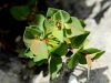 Filename=081_01_27cc_mlecek_skalni_cc_Euphorbia_triflora_subsp__triflora_IMG_0891a.jpg
Filesize=174KB
Dimensions=900x675
Date added=Jul 05, 2022 081_01_27cc_mlecek_skalni_cc_Euphorbia_triflora_subsp__triflora_IMG_0891a.jpg