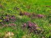 Filename=082_01_03sba_volcin_diseci_Daphne_cneorum_f__arbusculoides_IMG_3163a.jpg
Filesize=465KB
Dimensions=900x675
Date added=May 13, 2023 082_01_03sba_volcin_diseci_Daphne_cneorum_f__arbusculoides_IMG_3163a.jpg