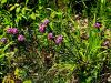 Filename=082_01_03sbc_volcin_diseci_Daphne_cneorum_f__arbusculoides_IMG_3166a.jpg
Filesize=389KB
Dimensions=900x675
Date added=May 13, 2023 082_01_03sbc_volcin_diseci_Daphne_cneorum_f__arbusculoides_IMG_3166a.jpg