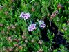 Filename=082_01_06cb_volcin_progasti_Daphne_striata_IMG_6677a.jpg
Filesize=296KB
Dimensions=900x675
Date added=Oct 03, 2019 082_01_06cb_volcin_progasti_Daphne_striata_IMG_6677a.jpg