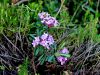 Filename=082_01_06cc_volcin_progasti_Daphne_striata_IMG_6678a.jpg
Filesize=240KB
Dimensions=900x675
Date added=Oct 03, 2019 082_01_06cc_volcin_progasti_Daphne_striata_IMG_6678a.jpg