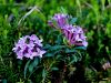 Filename=082_01_06cd_volcin_progasti_Daphne_striata_IMG_6676a.jpg
Filesize=206KB
Dimensions=900x675
Date added=Oct 03, 2019 082_01_06cd_volcin_progasti_Daphne_striata_IMG_6676a.jpg