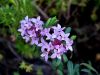 Filename=082_01_06ce_volcin_progasti_Daphne_striata_IMG_6679a.jpg
Filesize=146KB
Dimensions=900x675
Date added=Oct 03, 2019 082_01_06ce_volcin_progasti_Daphne_striata_IMG_6679a.jpg