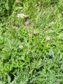 Filename=085_25_01ca_Selivka_kranjska_Grafia_golaka_DSC09928.JPG
Filesize=361KB
Dimensions=675x900
Date added=Jun 27, 2011 085_25_01ca_Selivka_kranjska_Grafia_golaka_DSC09928.JPG