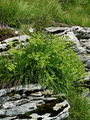 Filename=085_33_07ca_Prerast_skalna_Bupleurum_petraeum_DSC03645.jpg
Filesize=415KB
Dimensions=675x900
Date added=Jul 01, 2009 085_33_07ca_Prerast_skalna_Bupleurum_petraeum_DSC03645.jpg