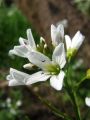 Filename=093_15_02bd_Penusa_grenka_Cardamine_amara_2011_04230066.JPG
Filesize=105KB
Dimensions=675x900
Date added=May 01, 2011 093_15_02bd_Penusa_grenka_Cardamine_amara_2011_04230066.JPG