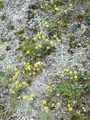 Filename=093_21_01bba_gorski_grobeljnik_Alyssum_montanum_subsp_pluscanascens_DSC09571.jpg
Filesize=413KB
Dimensions=675x900
Date added=Jan 15, 2009 093_21_01bba_gorski_grobeljnik_Alyssum_montanum_subsp_pluscanascens_DSC09571.jpg