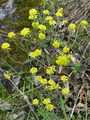 Filename=093_21_01bbb_gorski_grobeljnik_Alyssum_montanum_subsp_pluscanascens_DSC09572.jpg
Filesize=355KB
Dimensions=675x900
Date added=Jan 15, 2009 093_21_01bbb_gorski_grobeljnik_Alyssum_montanum_subsp_pluscanascens_DSC09572.jpg