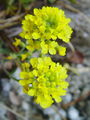 Filename=093_21_01bbc_gorski_grobeljnik_Alyssum_montanum_subsp_pluscanascens_DSC09582.jpg
Filesize=140KB
Dimensions=675x900
Date added=Jan 15, 2009 093_21_01bbc_gorski_grobeljnik_Alyssum_montanum_subsp_pluscanascens_DSC09582.jpg