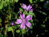 Filename=099_01_03ac_Slezenovec_gozdni_Malva_sylvestis_a.jpg
Filesize=174KB
Dimensions=900x675
Date added=Oct 24, 2021 099_01_03ac_Slezenovec_gozdni_Malva_sylvestis_a.jpg