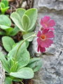 Filename=100_08_07xcc_Jeglic_idrijski_Primula_x_venusta_zav_V_DSC09035.jpg
Filesize=173KB
Dimensions=675x900
Date added=Jul 01, 2009 100_08_07xcc_Jeglic_idrijski_Primula_x_venusta_zav_V_DSC09035.jpg