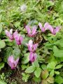 Filename=100_10_01ba_Ciklama_navadna,_kokorik_Cyclamen_purpurascens.JPG
Filesize=263KB
Dimensions=675x900
Date added=Oct 27, 2011 100_10_01ba_Ciklama_navadna,_kokorik_Cyclamen_purpurascens.JPG