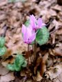 Filename=100_10_01bb_Ciklama_navadna,_kokorik_Cyclamen_purpurascens.JPG
Filesize=151KB
Dimensions=675x900
Date added=Oct 27, 2011 100_10_01bb_Ciklama_navadna,_kokorik_Cyclamen_purpurascens.JPG