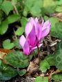 Filename=100_10_01bc_Ciklama_navadna,_kokorik_Cyclamen_purpurascens_DSC02481.JPG
Filesize=167KB
Dimensions=675x900
Date added=Oct 27, 2011 100_10_01bc_Ciklama_navadna,_kokorik_Cyclamen_purpurascens_DSC02481.JPG