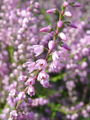 Filename=104_07_01bc_jesenska_vresa_Calluna_vulgaris.jpg
Filesize=149KB
Dimensions=675x900
Date added=Jan 18, 2009 104_07_01bc_jesenska_vresa_Calluna_vulgaris.jpg