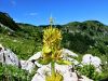 Filename=114_03_01acf_Svisc_rumeni_Vardjanov_Gentiana_lutea_ssp__vardjanii_IMG_4460a_(2).jpg
Filesize=262KB
Dimensions=900x675
Date added=Jul 26, 2020 114_03_01acf_Svisc_rumeni_Vardjanov_Gentiana_lutea_ssp__vardjanii_IMG_4460a_(2).jpg