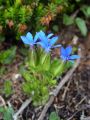 Filename=114_03_14cb_Svisc_trebusasti_Gentiana_utriculosa_cb.jpg
Filesize=166KB
Dimensions=675x900
Date added=Apr 25, 2011 114_03_14cb_Svisc_trebusasti_Gentiana_utriculosa_cb.jpg