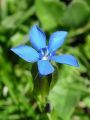 Filename=114_03_14cd_Svisc_trebusasti_Gentiana_utriculosa_cd.jpg
Filesize=145KB
Dimensions=675x900
Date added=Apr 25, 2011 114_03_14cd_Svisc_trebusasti_Gentiana_utriculosa_cd.jpg