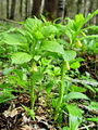 Filename=119_03_01fcf_Bunika_Hladnikova_Scopolia_carniolica_f_hladnikiana_R_cf.jpg
Filesize=249KB
Dimensions=675x900
Date added=Jul 01, 2009 119_03_01fcf_Bunika_Hladnikova_Scopolia_carniolica_f_hladnikiana_R_cf.jpg