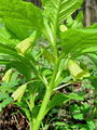 Filename=119_03_01fcg_Bunika_Hladnikova_Scopolia_carniolica_f_hladnikiana_R_cg.jpg
Filesize=198KB
Dimensions=675x900
Date added=Jul 01, 2009 119_03_01fcg_Bunika_Hladnikova_Scopolia_carniolica_f_hladnikiana_R_cg.jpg