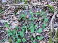 Filename=122_07_02ca_pljucnik_stajerski_Pulmonaria_stiriaca_2014_03200019.jpg
Filesize=331KB
Dimensions=900x675
Date added=Jan 06, 2015 122_07_02ca_pljucnik_stajerski_Pulmonaria_stiriaca_2014_03200019.jpg