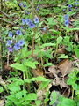 Filename=122_07_02cb_Pljucnik_stajerski_Pulmonaria_striaca_DSC08453.jpg
Filesize=342KB
Dimensions=675x900
Date added=Apr 12, 2010 122_07_02cb_Pljucnik_stajerski_Pulmonaria_striaca_DSC08453.jpg