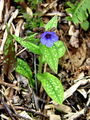 Filename=122_07_02cc_Pljucnik_stajerski_Pulmonaria_striaca_DSC08572.jpg
Filesize=243KB
Dimensions=675x900
Date added=Apr 12, 2010 122_07_02cc_Pljucnik_stajerski_Pulmonaria_striaca_DSC08572.jpg