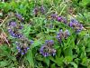 Filename=122_07_03cd_pljucnik_mehkodlakavi_Pulmonaria_mollis_IMG_0923a.jpg
Filesize=378KB
Dimensions=900x675
Date added=Apr 16, 2017 122_07_03cd_pljucnik_mehkodlakavi_Pulmonaria_mollis_IMG_0923a.jpg