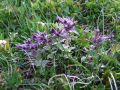 125_16_01ca_Barcija_alpska_Bartsia_alpina_2010_06250196.jpg