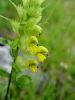 Filename=125_19_02bb_skrobotec_resasti_Rhinanthus_glacialis.JPG
Filesize=202KB
Dimensions=675x900
Date added=Dec 20, 2016 125_19_02bb_skrobotec_resasti_Rhinanthus_glacialis.JPG