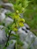 Filename=125_19_02bc_skrobotec_resasti_bc_Rhinanthus_glacialis.JPG
Filesize=205KB
Dimensions=675x900
Date added=Dec 20, 2016 125_19_02bc_skrobotec_resasti_bc_Rhinanthus_glacialis.JPG