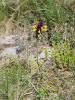 Filename=125_21_02cd_crnilec_kraski_Melampyrum_carstiense_IMG_0729.jpg
Filesize=279KB
Dimensions=675x900
Date added=Jun 06, 2015 125_21_02cd_crnilec_kraski_Melampyrum_carstiense_IMG_0729.jpg