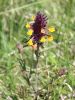 Filename=125_21_02ce_crnilec_kraski_Melampyrum_carstiense_IMG_0713.jpg
Filesize=172KB
Dimensions=675x900
Date added=Jun 06, 2015 125_21_02ce_crnilec_kraski_Melampyrum_carstiense_IMG_0713.jpg
