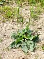 Filename=128_01_01aba_Trpotec_veliki_Plantago_major_subsp__major_2011_06120049.jpg
Filesize=370KB
Dimensions=675x900
Date added=Nov 22, 2011 128_01_01aba_Trpotec_veliki_Plantago_major_subsp__major_2011_06120049.jpg