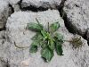 Filename=128_01_01bac_trpotec_veliki_ac_Plantago_major_subsp__intermedia_IMG_1472.JPG
Filesize=392KB
Dimensions=900x675
Date added=Jun 10, 2017 128_01_01bac_trpotec_veliki_ac_Plantago_major_subsp__intermedia_IMG_1472.JPG