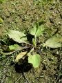 Filename=128_01_01bba_Trpotec_veliki_Plantago_major_subsp__intermedija_2_.jpg
Filesize=359KB
Dimensions=675x900
Date added=Nov 22, 2011 128_01_01bba_Trpotec_veliki_Plantago_major_subsp__intermedija_2_.jpg
