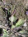 Filename=128_01_01bbb_Trpotec_veliki_Plantago_major_subsp__intermedija_1_.jpg
Filesize=318KB
Dimensions=675x900
Date added=Nov 22, 2011 128_01_01bbb_Trpotec_veliki_Plantago_major_subsp__intermedija_1_.jpg