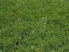 Filename=128_01_05cb_trpotec_visoki_Plantago_altissima_IMG_1132a.jpg
Filesize=492KB
Dimensions=900x675
Date added=Sep 06, 2015 128_01_05cb_trpotec_visoki_Plantago_altissima_IMG_1132a.jpg