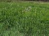 Filename=128_01_05cc_trpotec_visoki_Plantago_altissima_IMG_1125a.jpg
Filesize=446KB
Dimensions=900x675
Date added=Sep 06, 2015 128_01_05cc_trpotec_visoki_Plantago_altissima_IMG_1125a.jpg